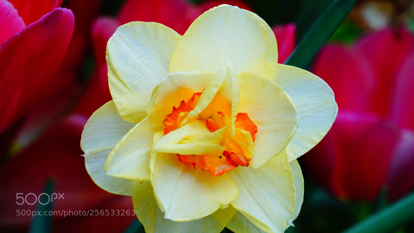 Sony a6000 sample photo. Flower photography