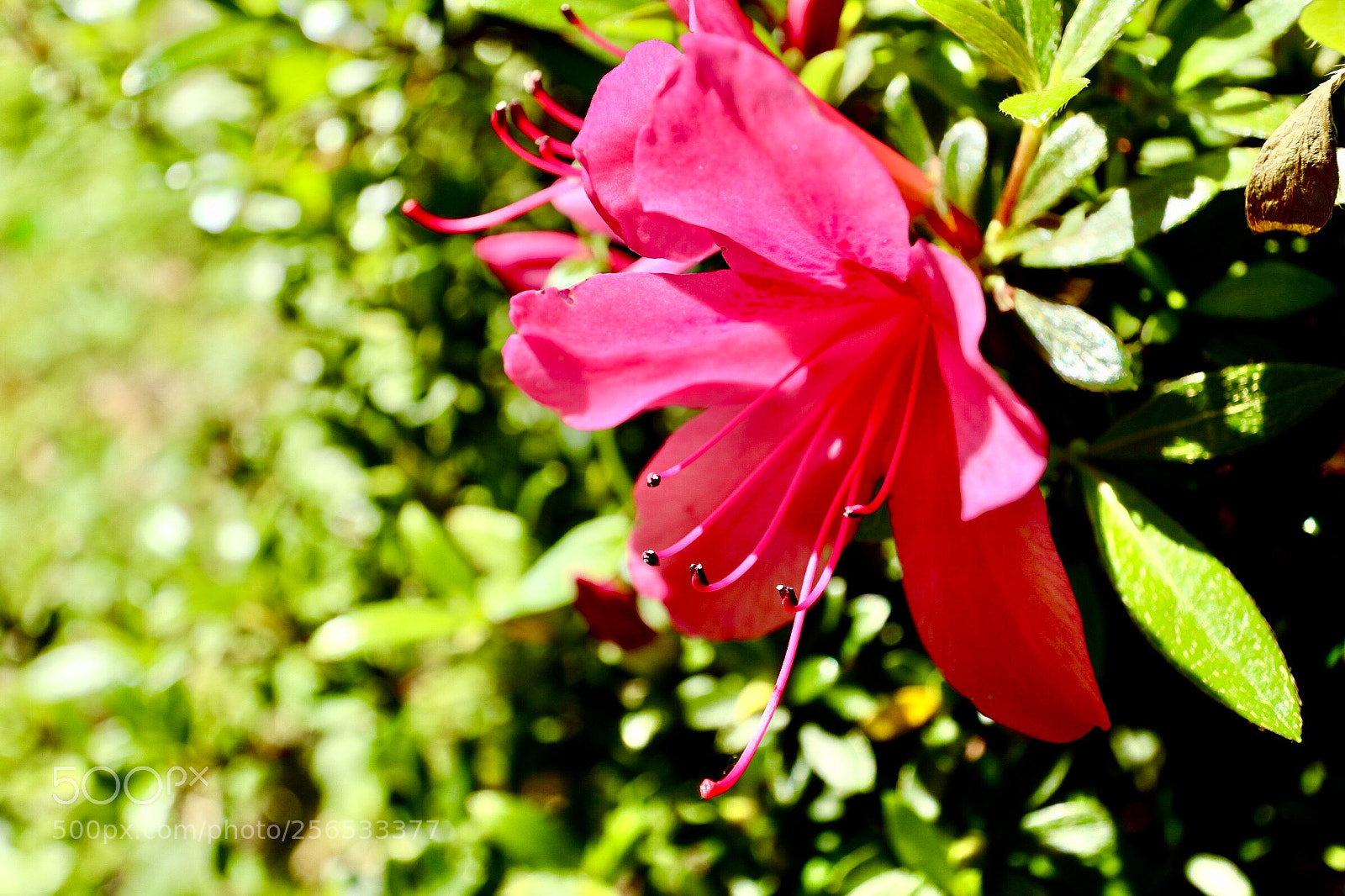 Canon EOS M5 sample photo. Azalea photography