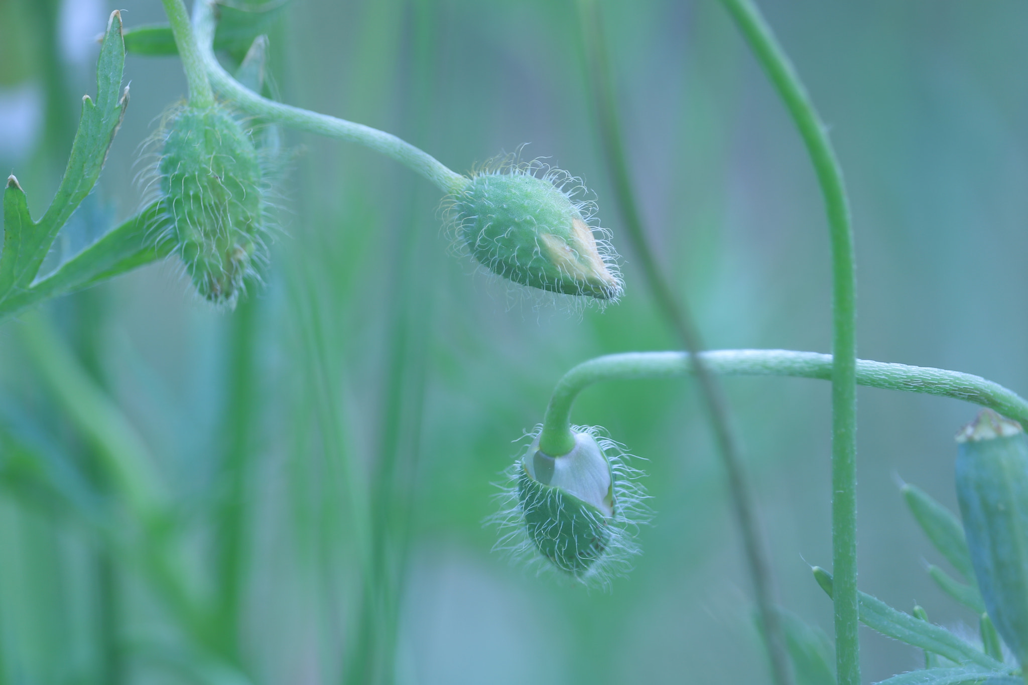 Canon EOS 750D (EOS Rebel T6i / EOS Kiss X8i) + Canon EF-S 55-250mm F4-5.6 IS STM sample photo. Quietly wait for that time photography