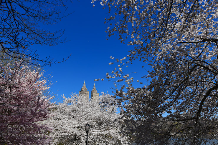Nikon D850 sample photo. Blossom and sky 2 photography