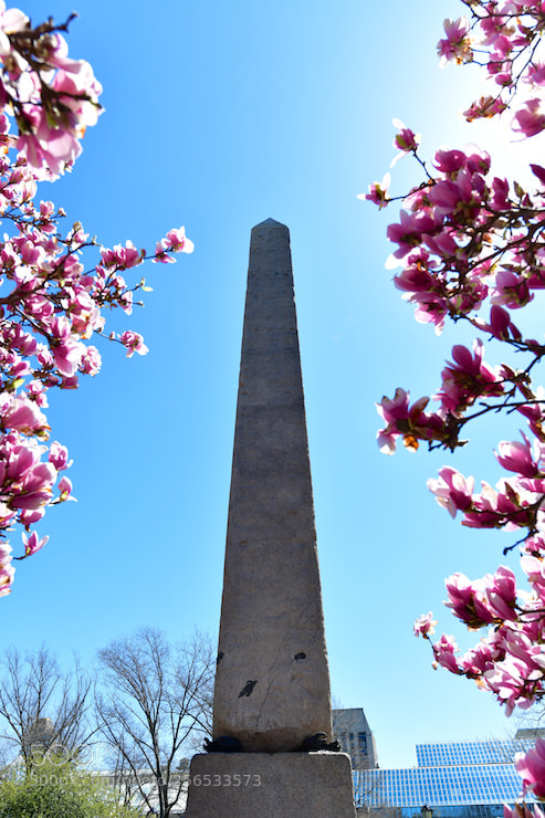 Nikon D850 sample photo. Blossom and sky 1 photography