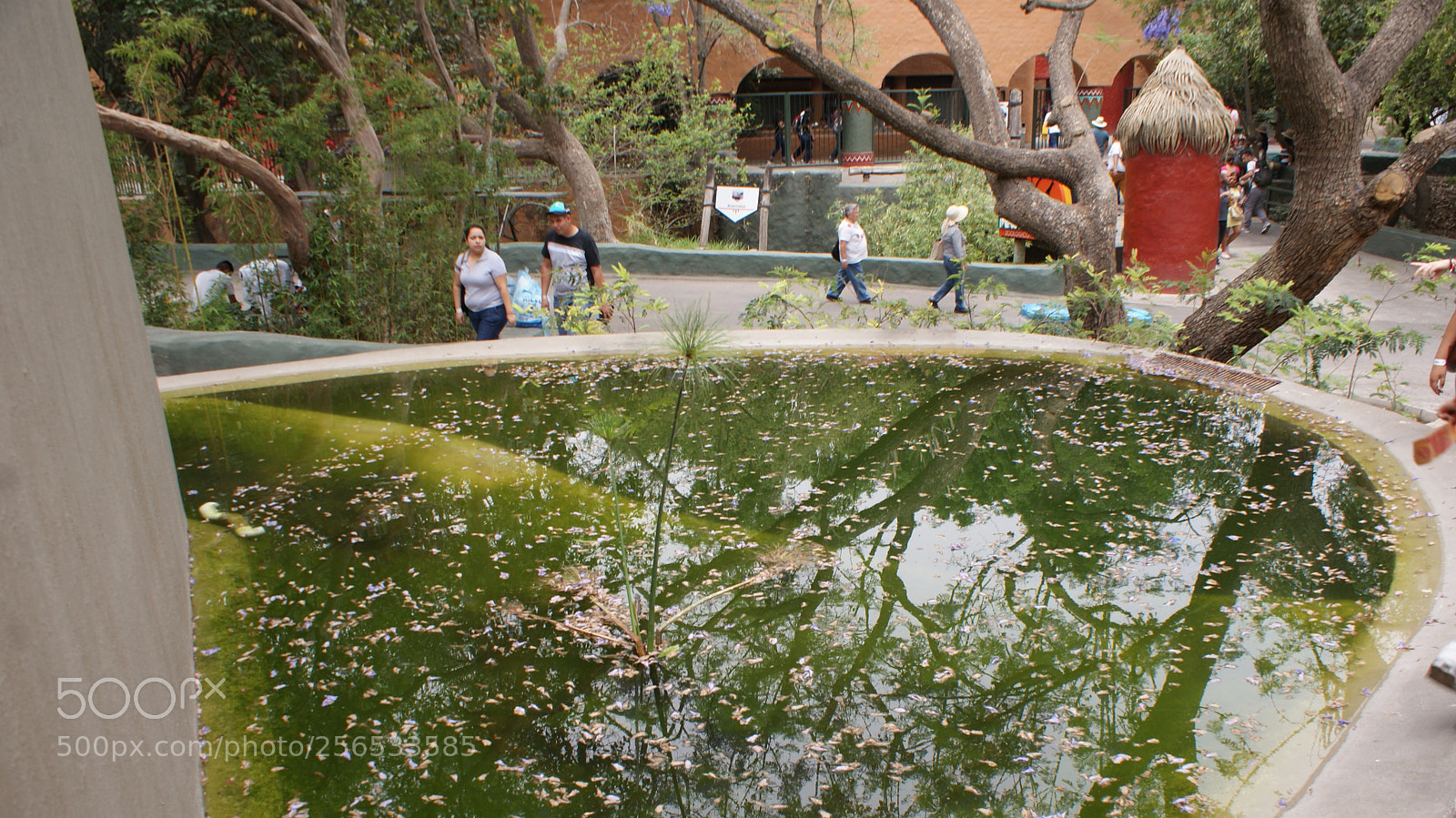 Sony Alpha DSLR-A200 sample photo. Green water photography