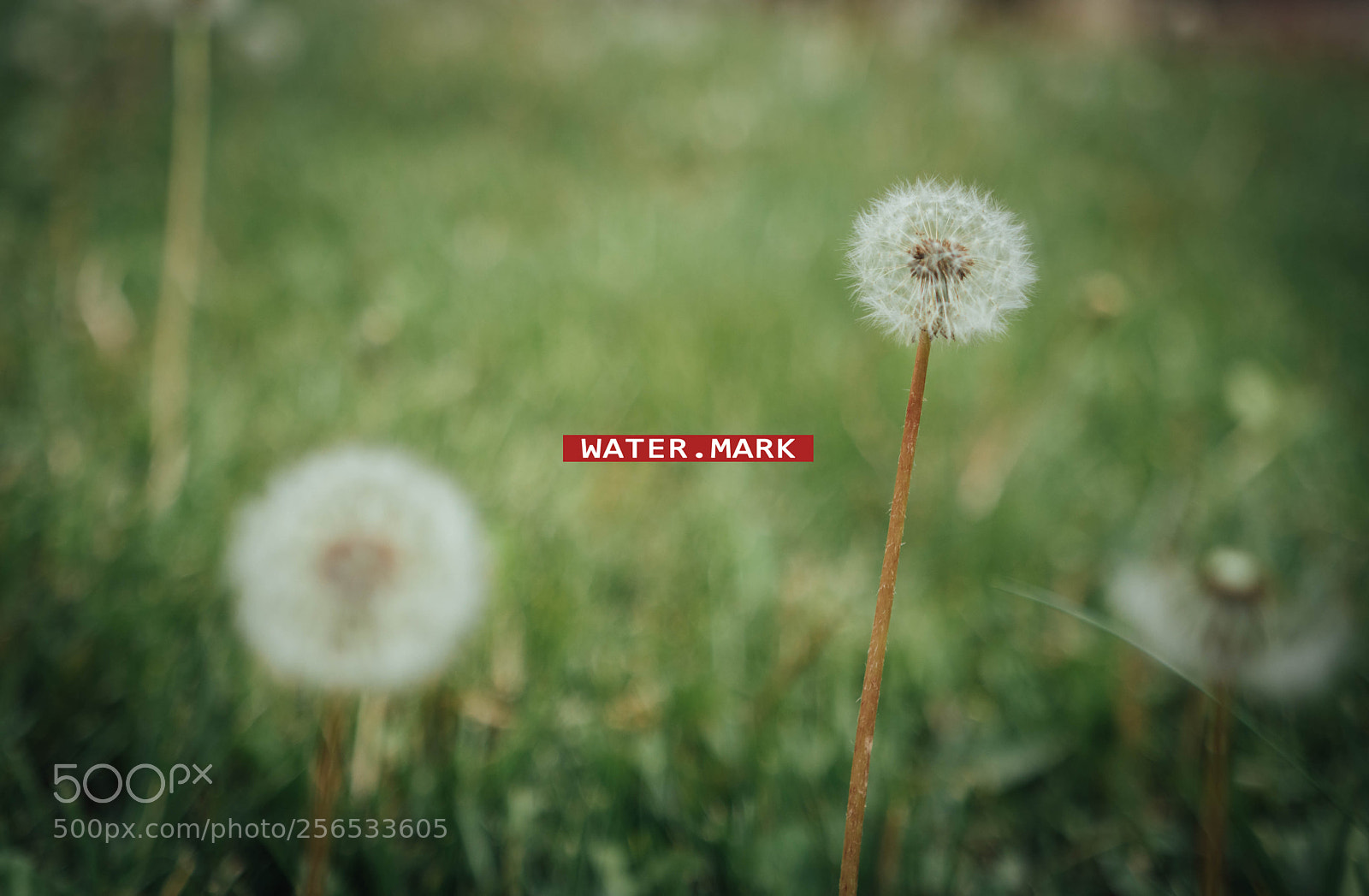 Canon EOS M5 sample photo. Dandelion photography