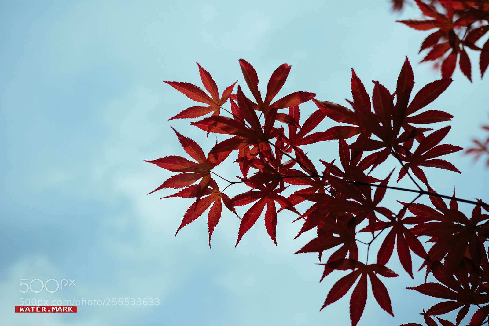 Canon EOS M5 sample photo. Spring maple photography