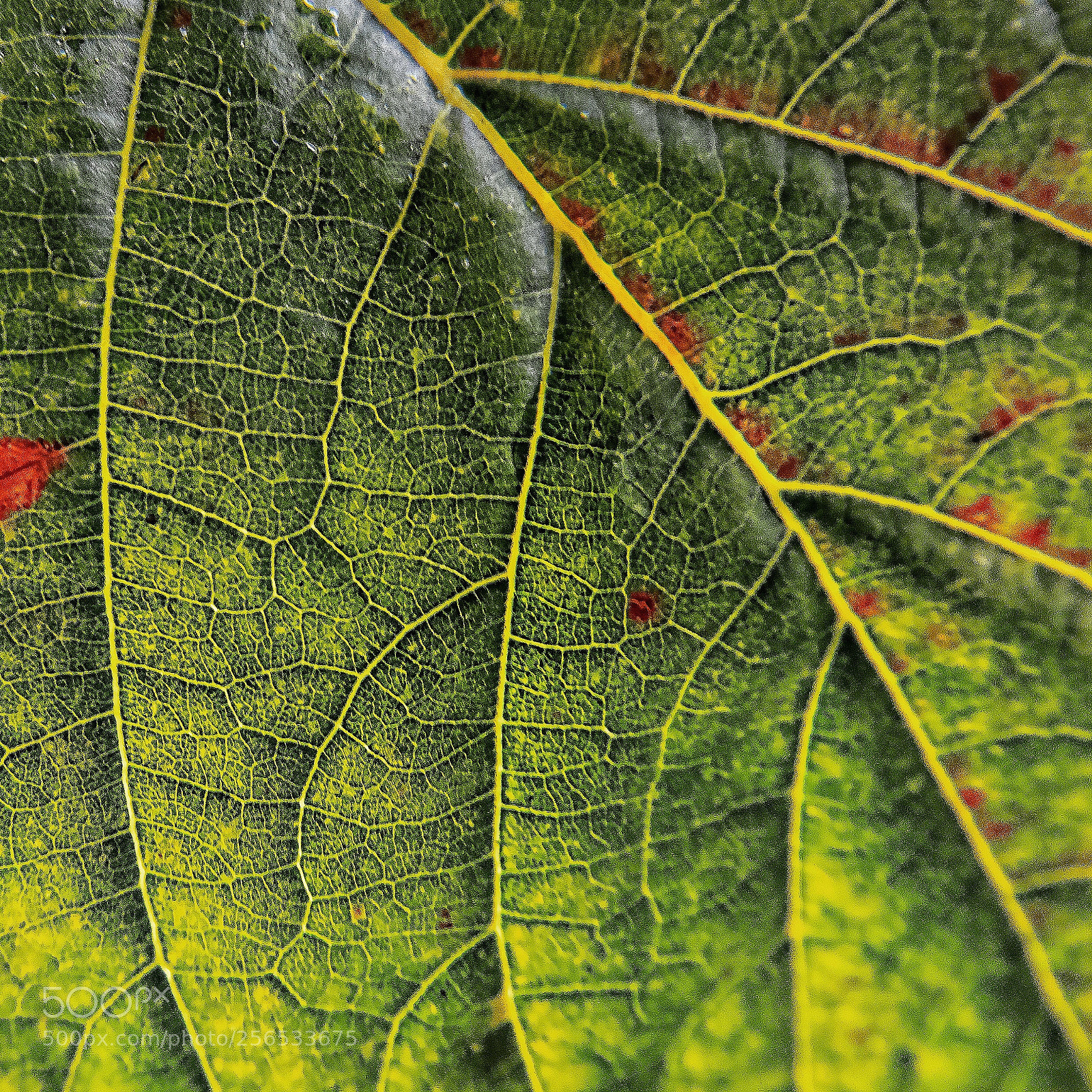 Nikon D810 sample photo. Green & yellow photography
