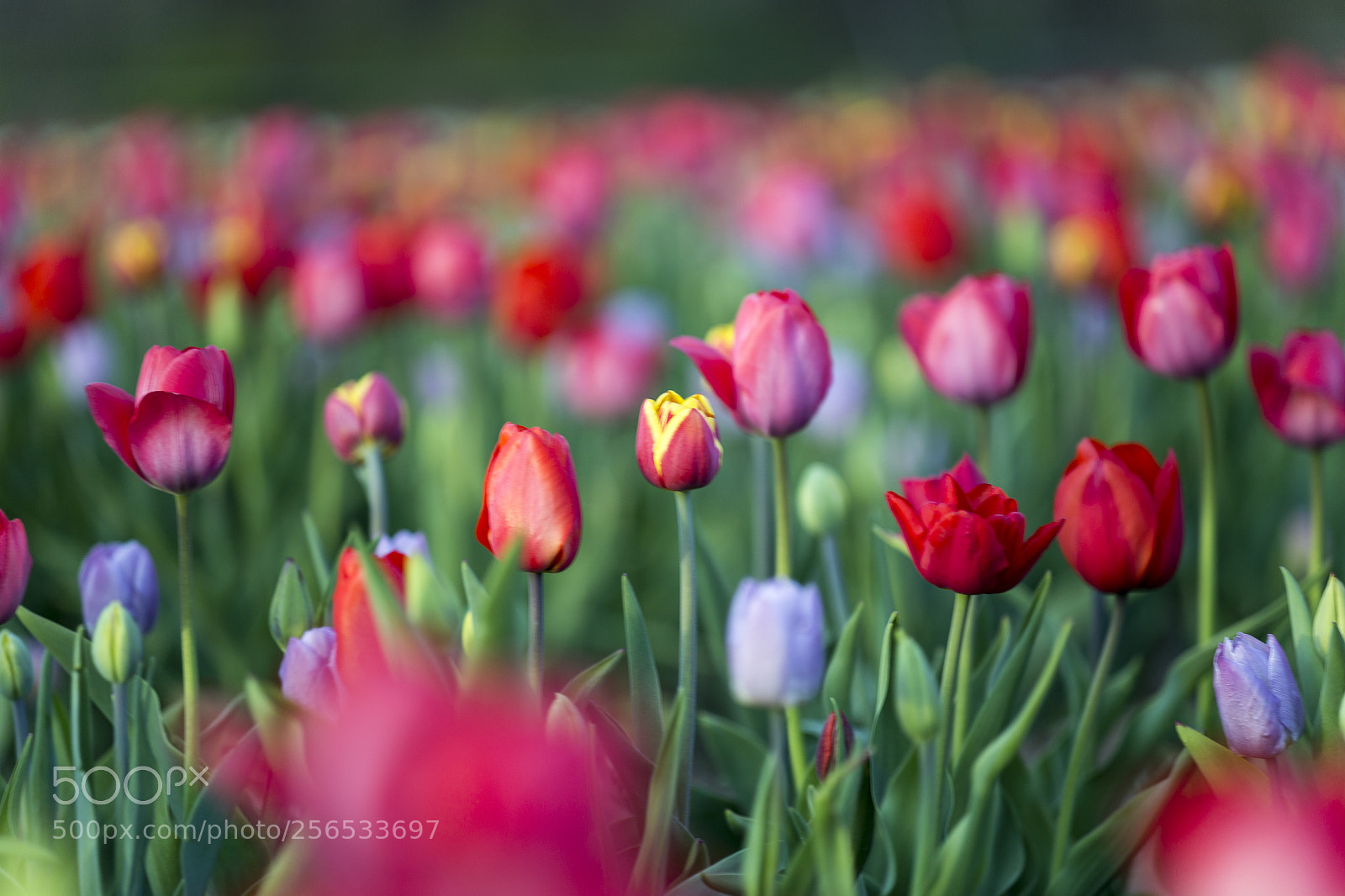 Canon EOS 6D sample photo. Tulips @ wicked tulips photography