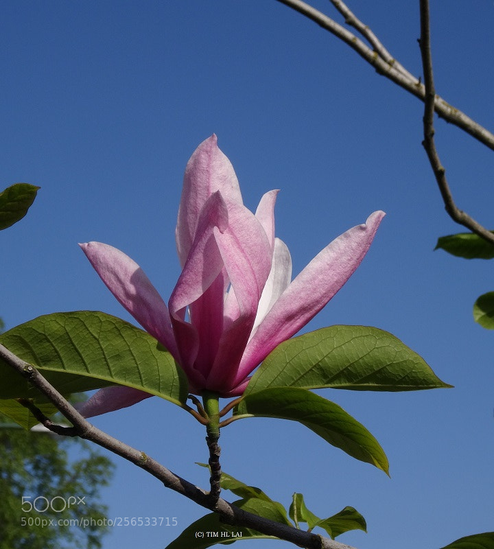 Sony Cyber-shot DSC-HX50V sample photo. Hand in hand photography