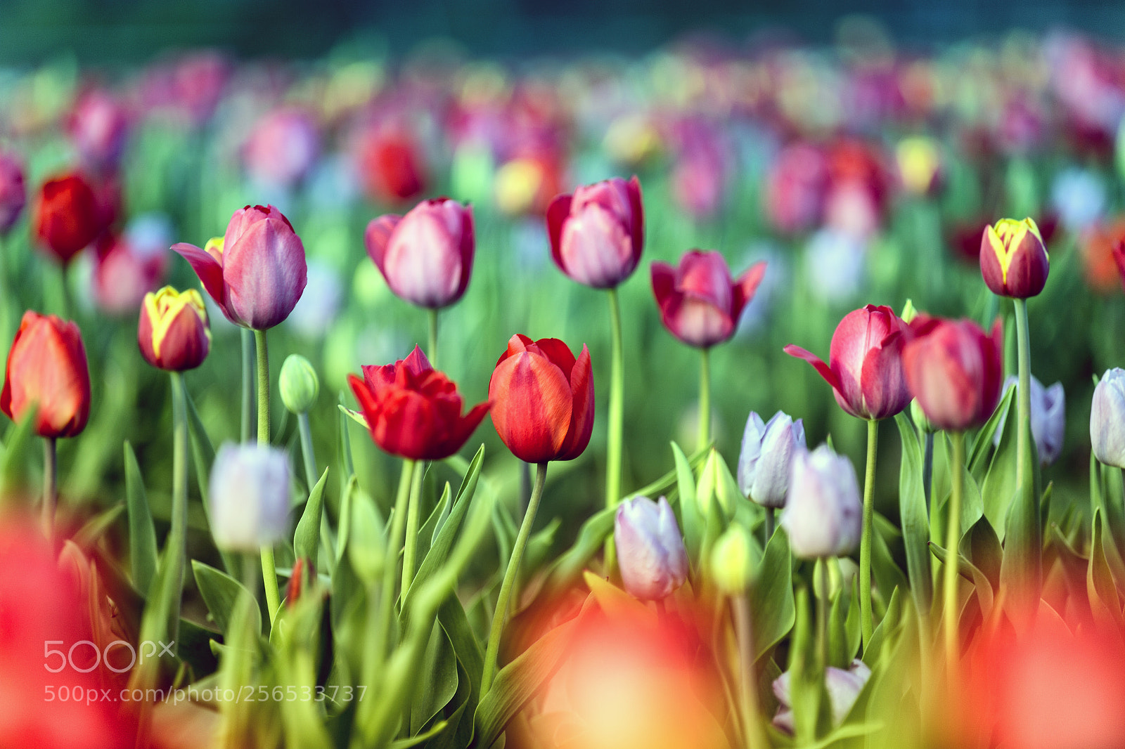 Canon EOS 6D sample photo. Tulips @ wicked tulips photography