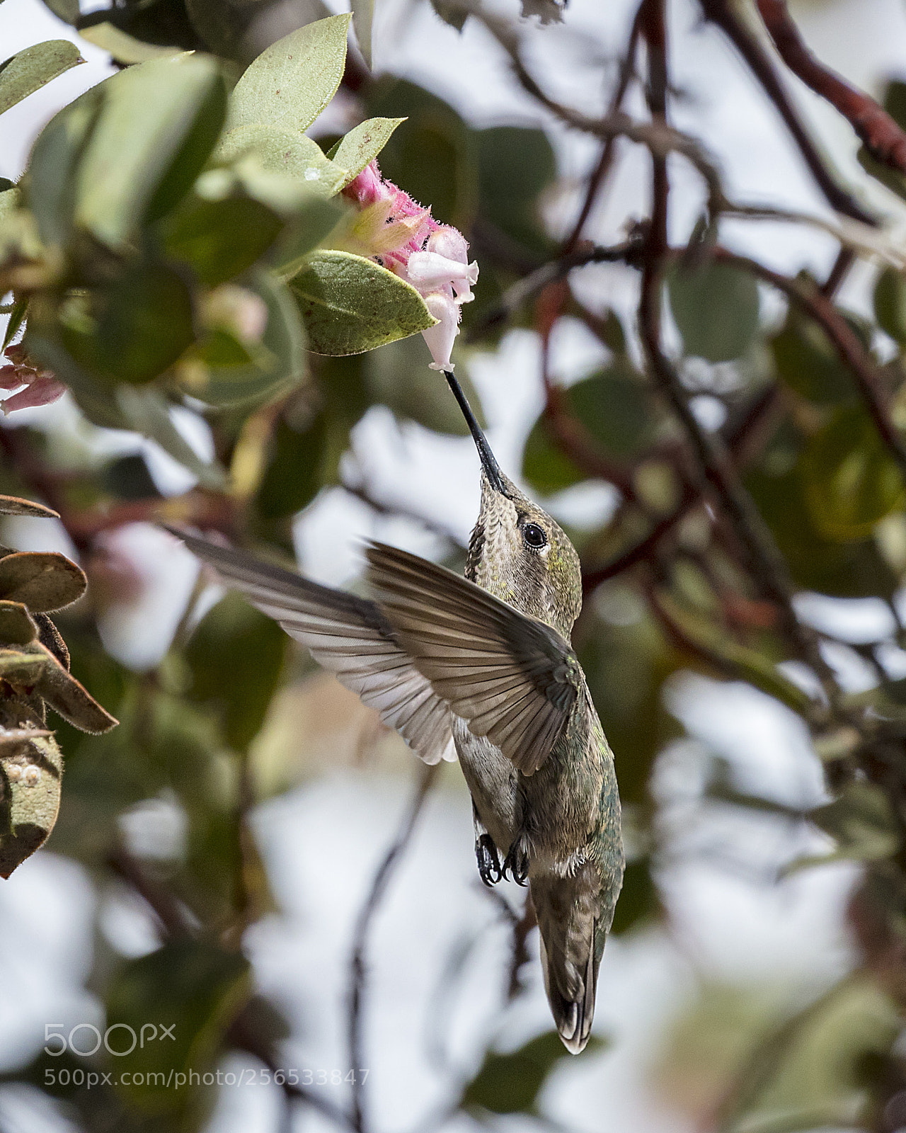 Canon EOS 5DS sample photo. Anna's hummingbird in flight photography
