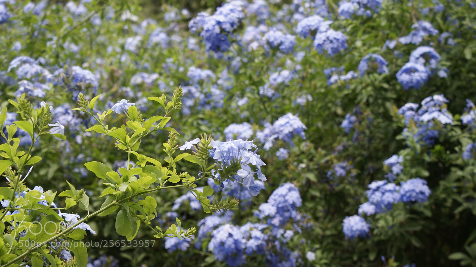 Sony DT 18-70mm F3.5-5.6 sample photo. La naturaleza florece photography