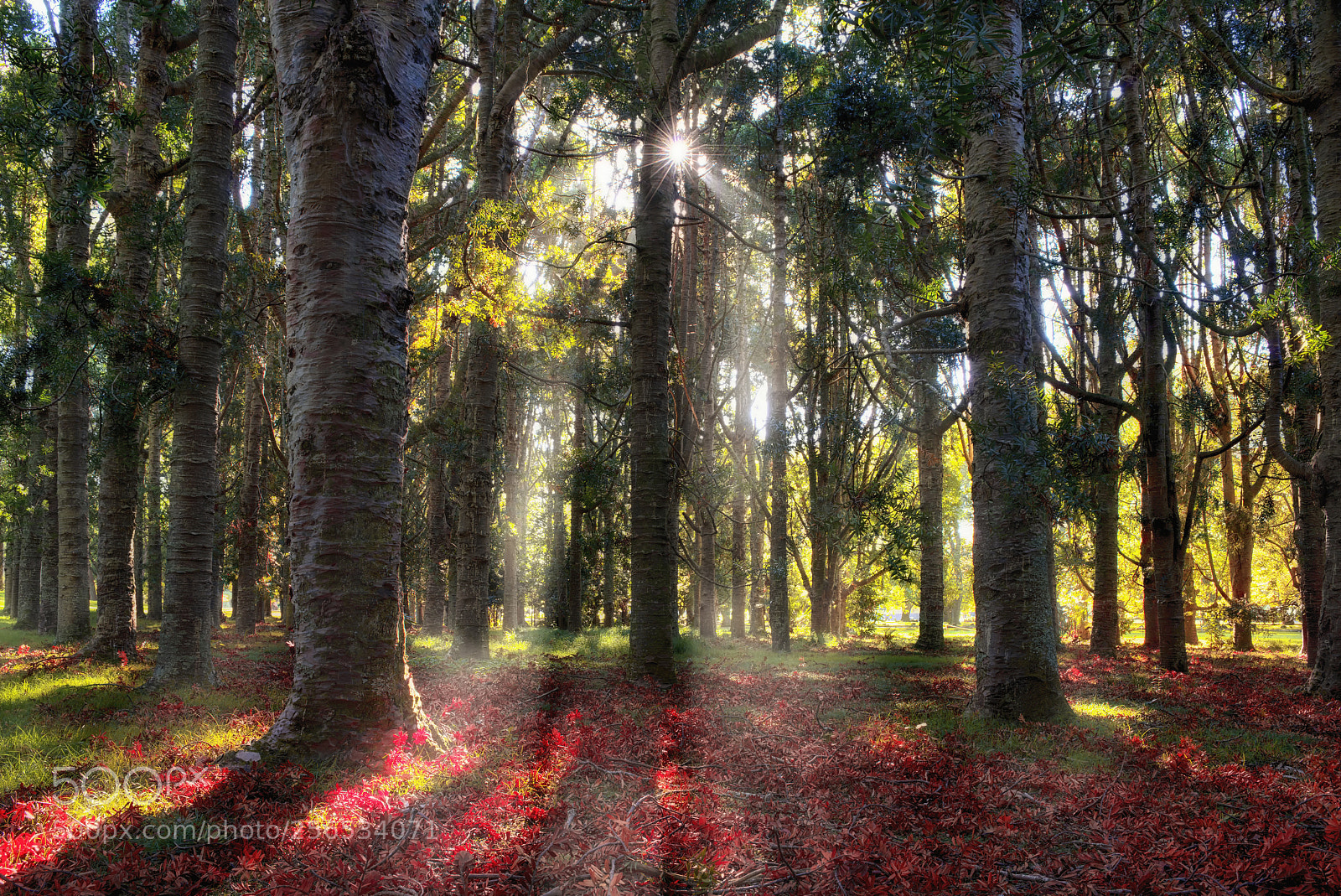 Nikon D800 sample photo. Kauri forests photography