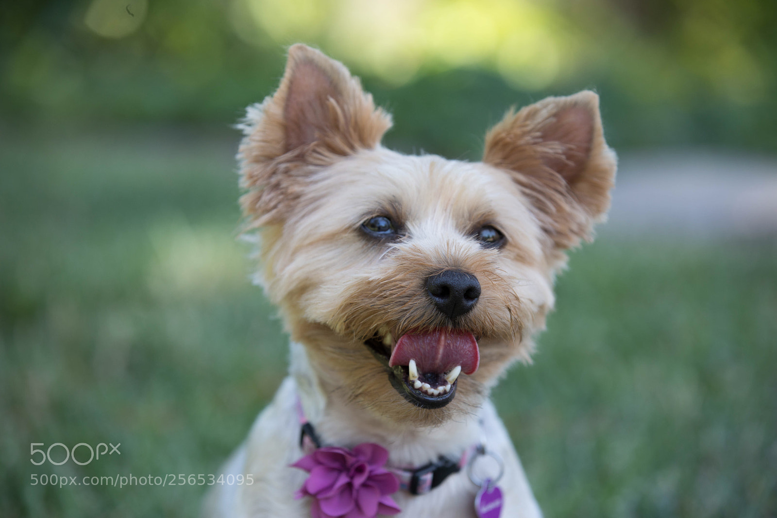Canon EOS 5D Mark IV sample photo. Queen of the yorkies photography