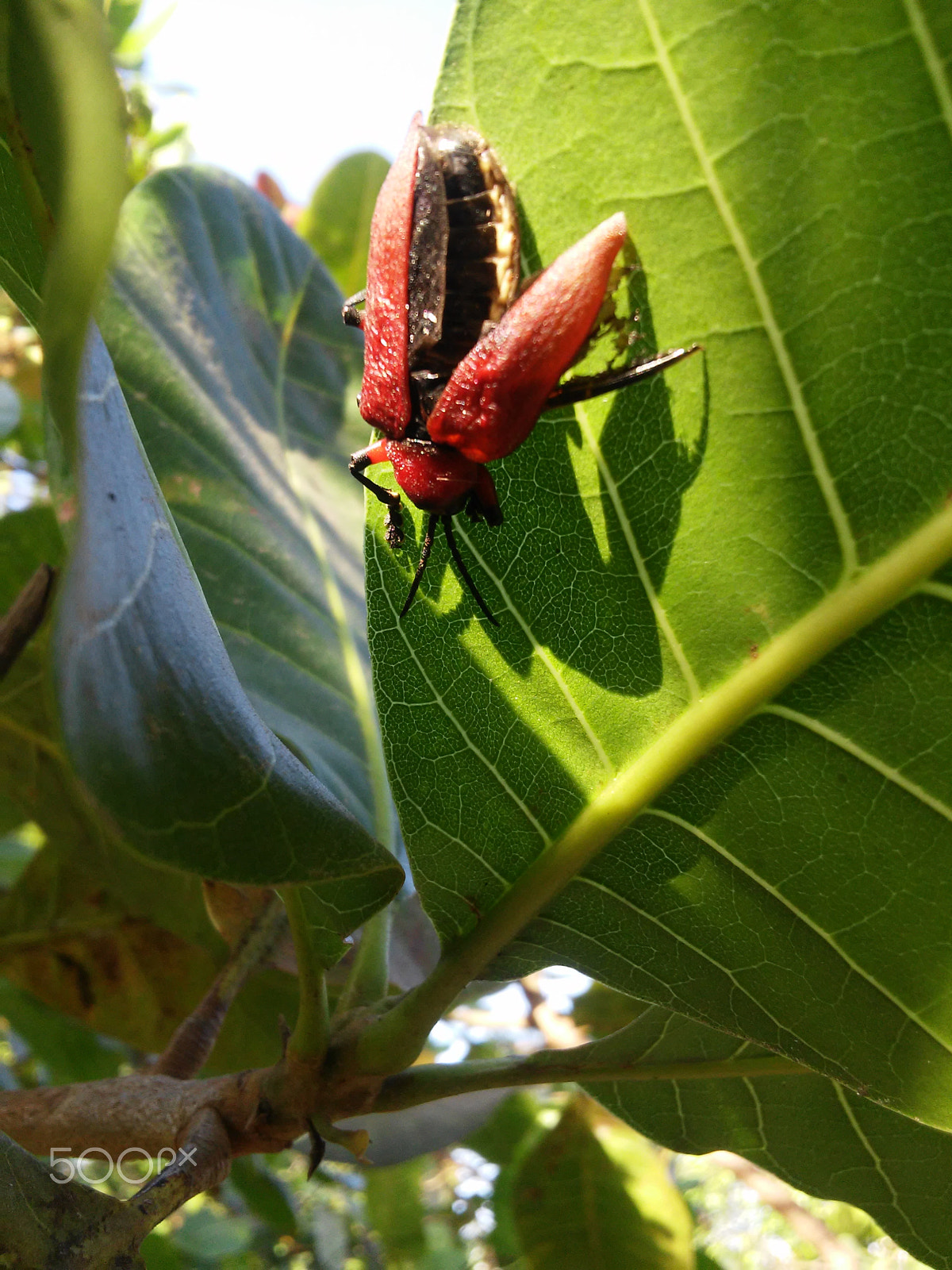 LG L Fino sample photo. The black- photos natureza photography