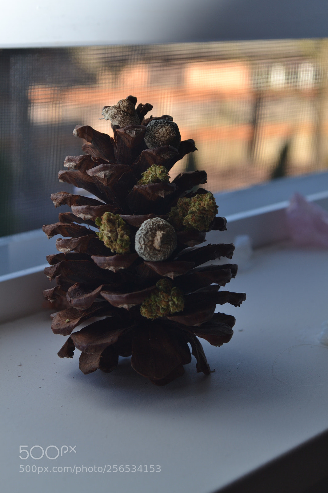 Nikon D3100 sample photo. Pinecone photography