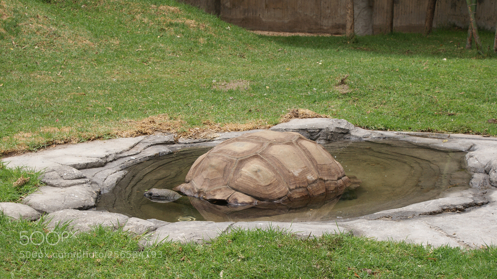 Sony DT 18-70mm F3.5-5.6 sample photo. Tortuga refrescandose photography