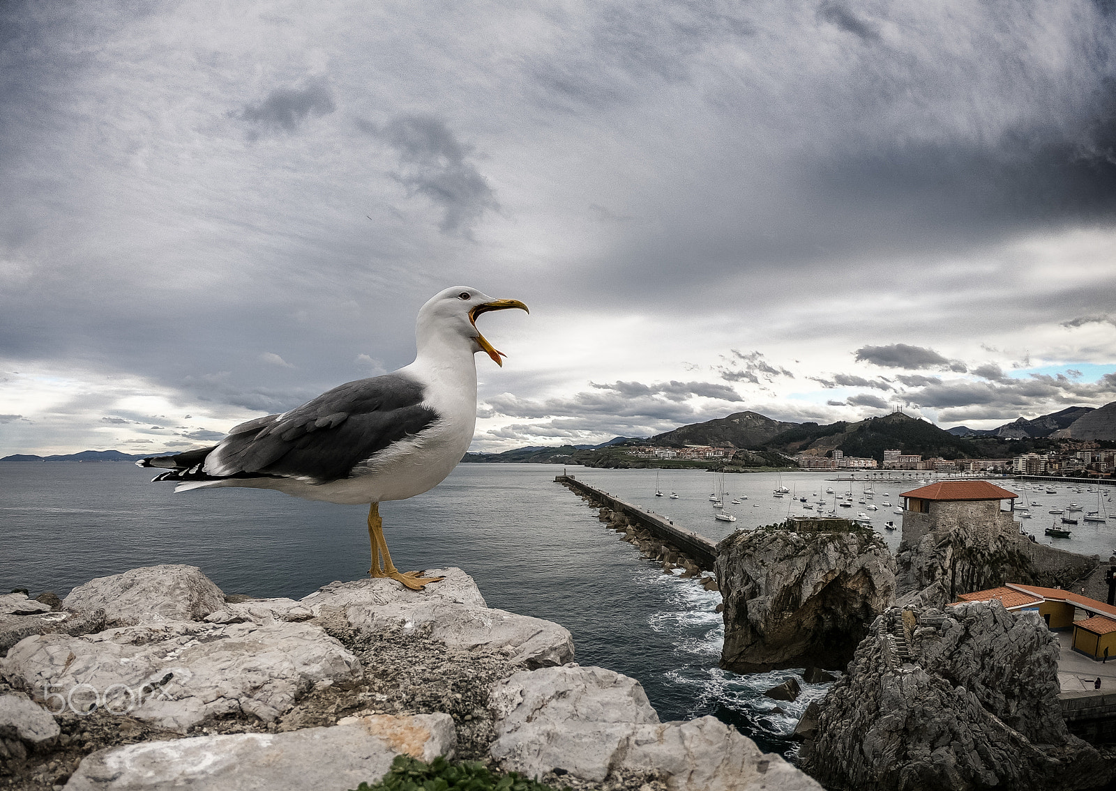 GoPro Hero6 Black sample photo. Seagull photography