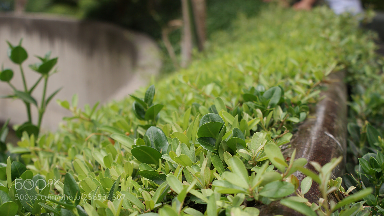 Sony DT 18-70mm F3.5-5.6 sample photo. Green photography
