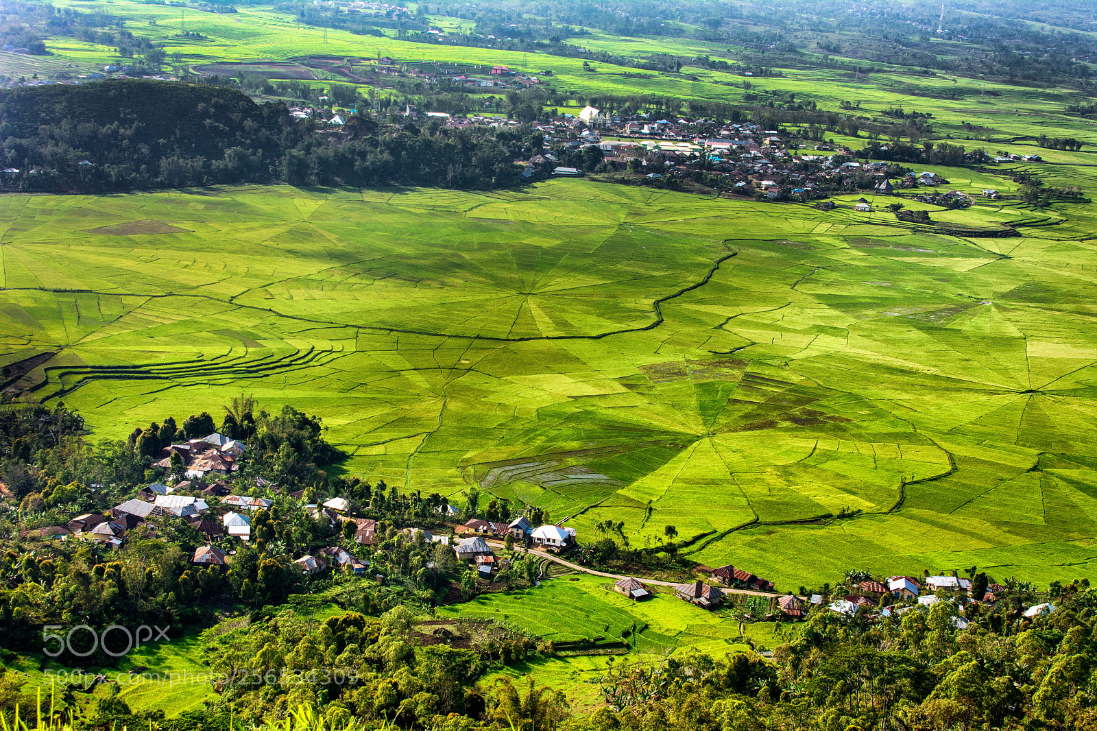 Nikon D7100 sample photo. Spiderweb rice field in photography