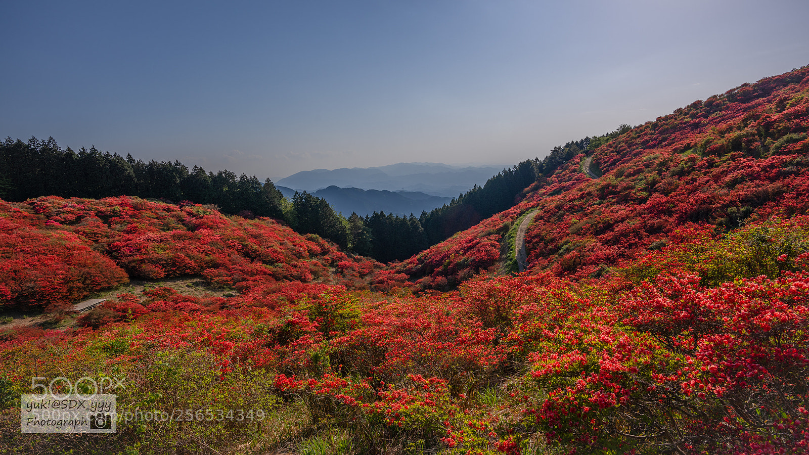 Nikon D810 sample photo. Nara azalea photography