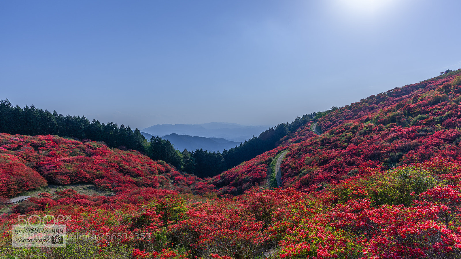 Nikon D810 sample photo. Nara azalea photography