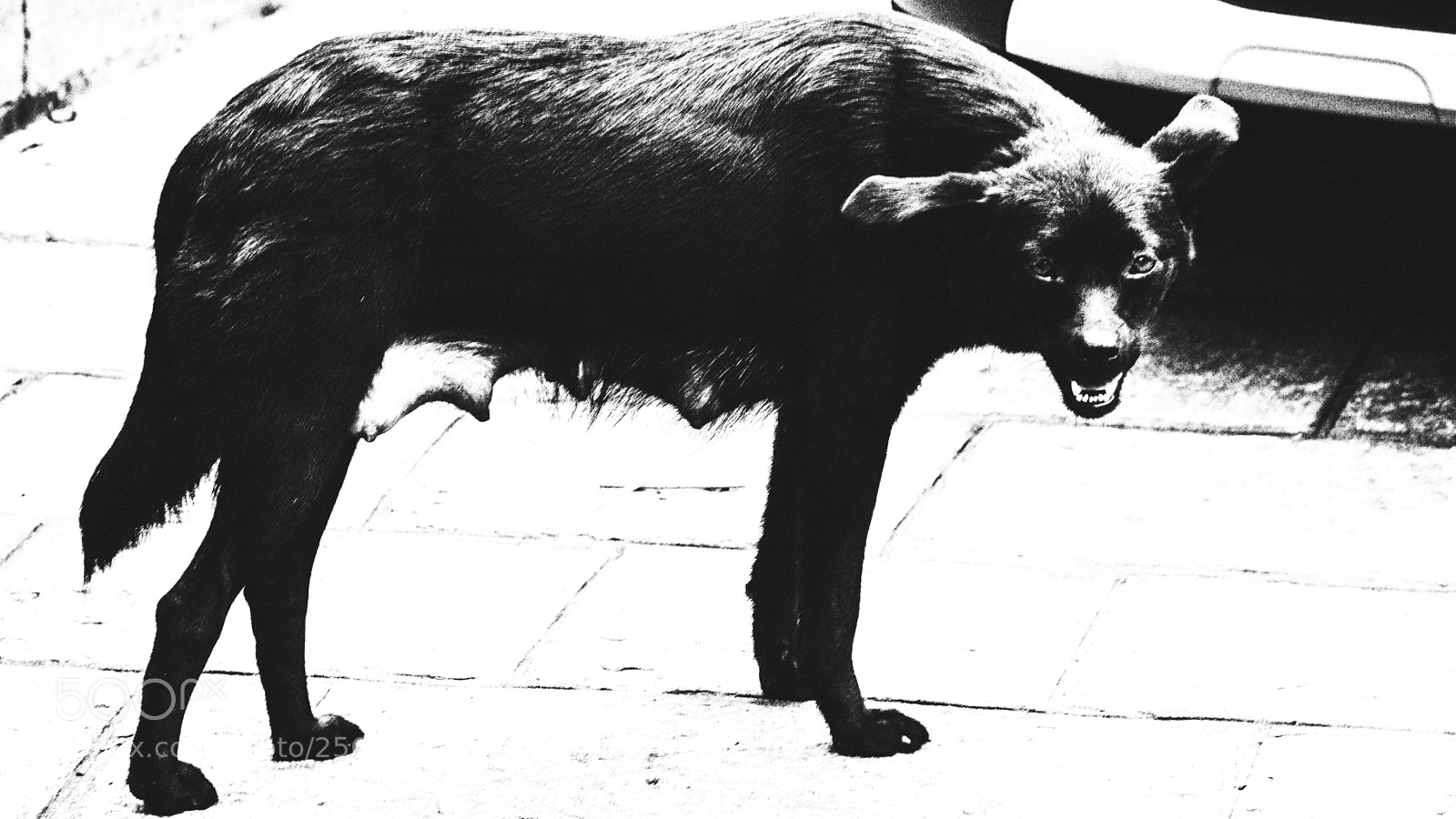 Nikon D7100 sample photo. Fierce dog 恶犬 photography