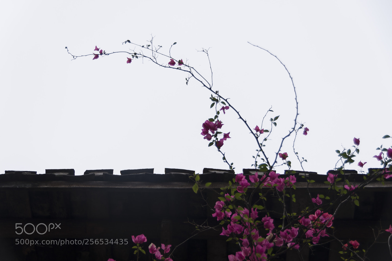 Nikon D600 sample photo. Untitled photography