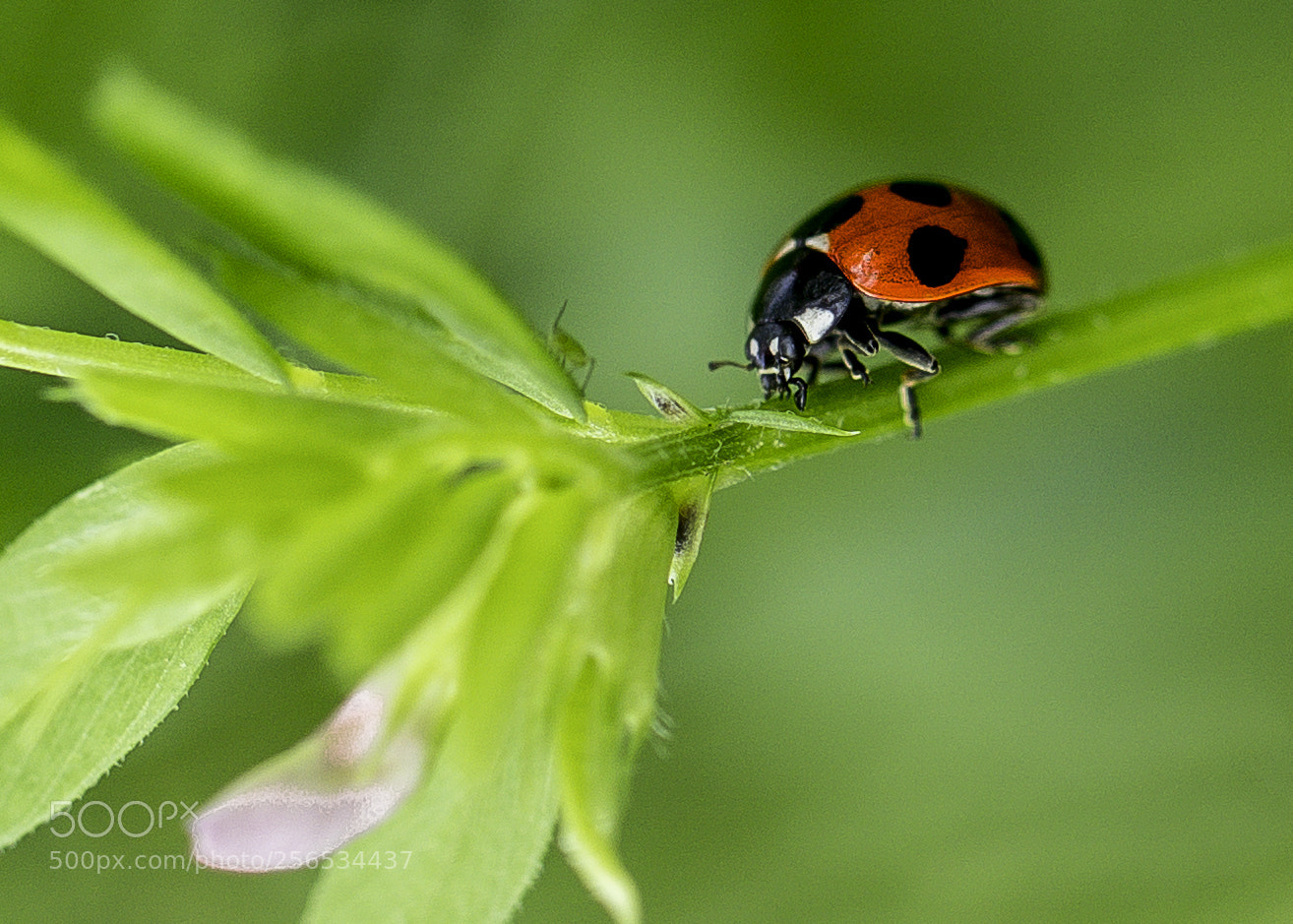 Sony a7 III sample photo. Ladybug photography