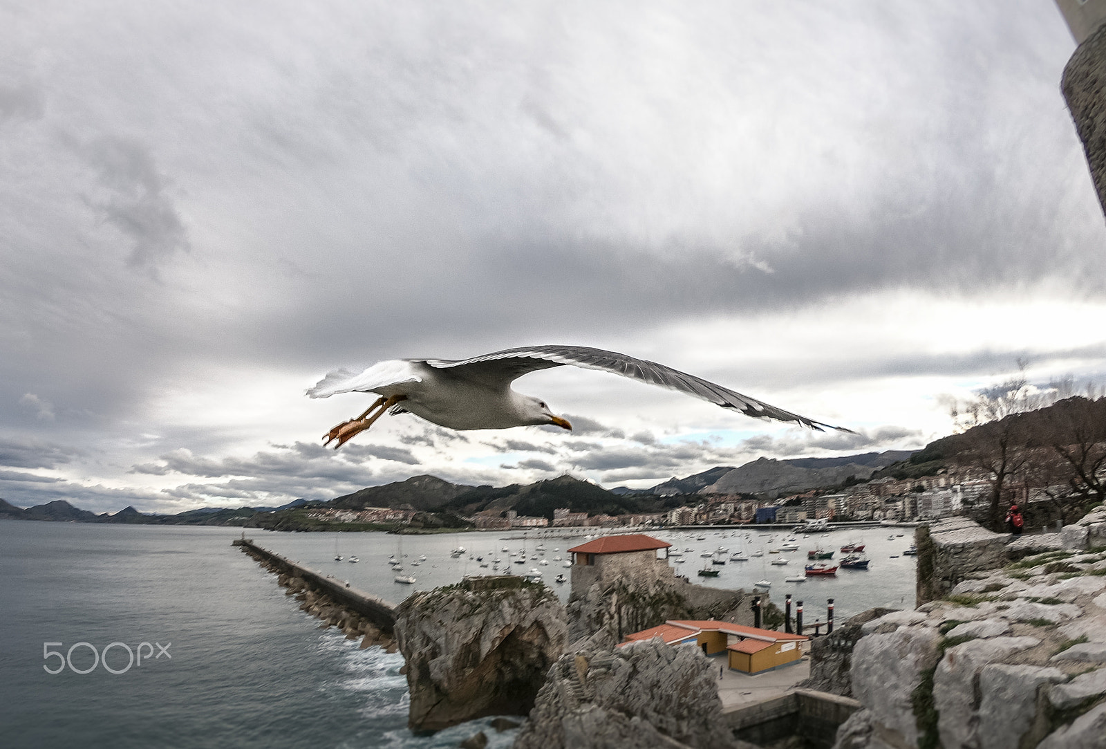 GoPro Hero6 Black sample photo. Flying seagull photography