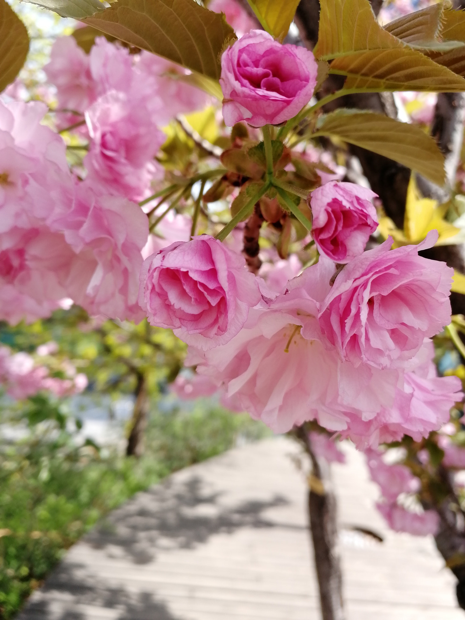 HUAWEI Honor 9 sample photo. Ptr photography