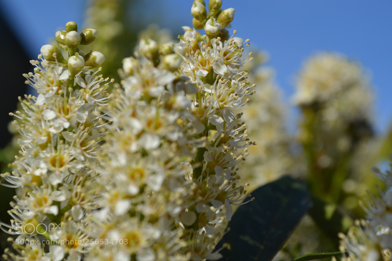 Nikon D3100 sample photo. Empowerment photography