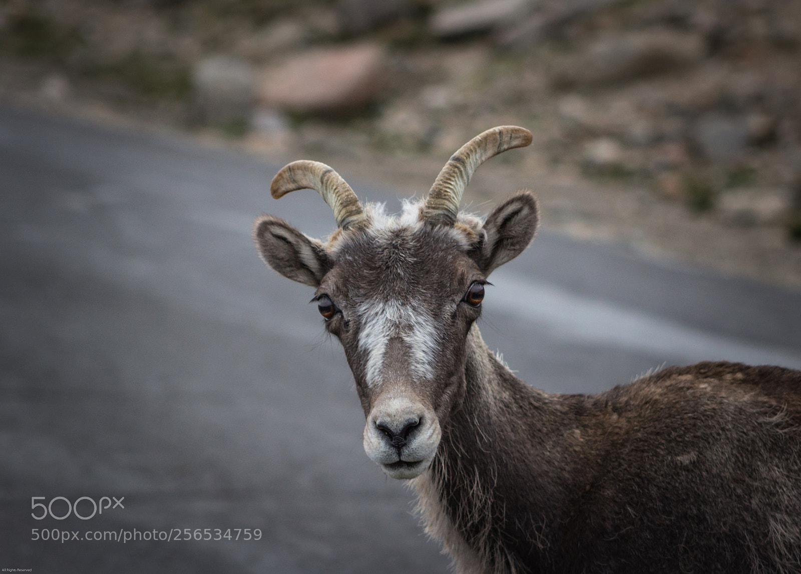 Canon EOS 1200D (EOS Rebel T5 / EOS Kiss X70 / EOS Hi) sample photo. Young bighorn sheep photography