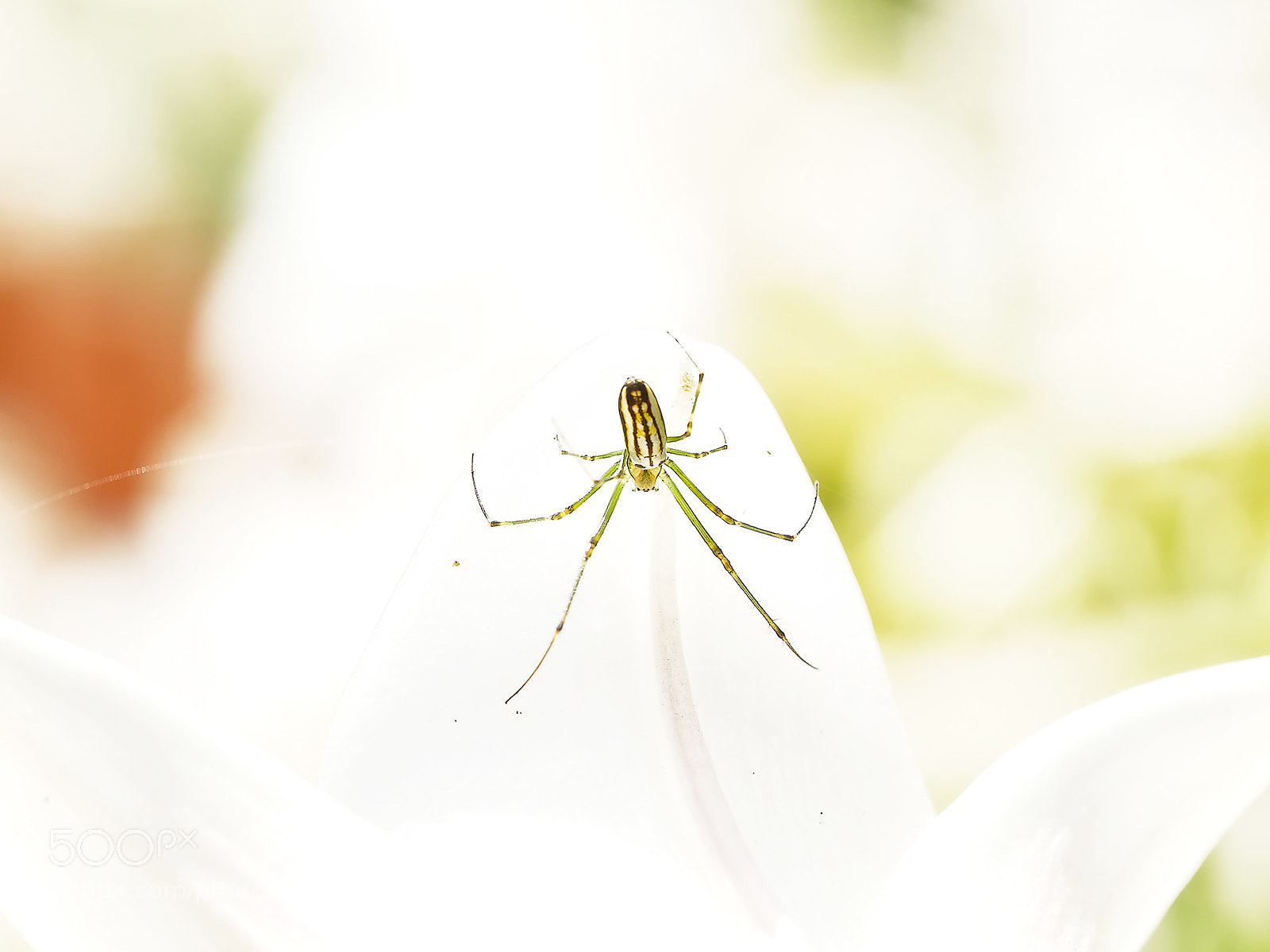 Olympus OM-D E-M5 II sample photo. Olympus digital camera photography