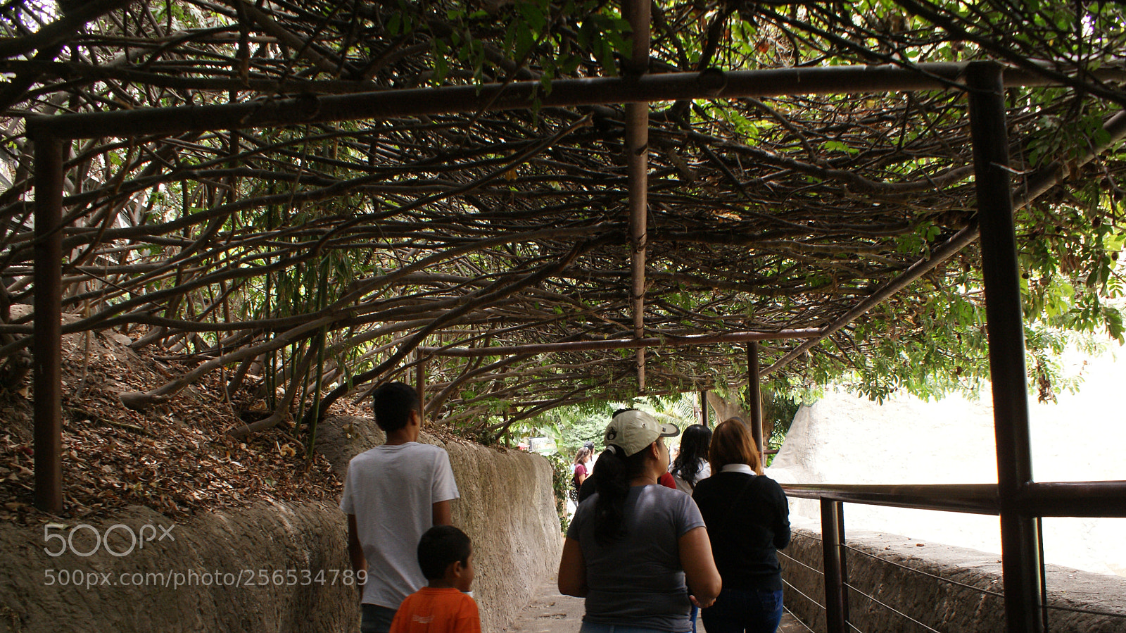Sony DT 18-70mm F3.5-5.6 sample photo. Camino entre ramas photography