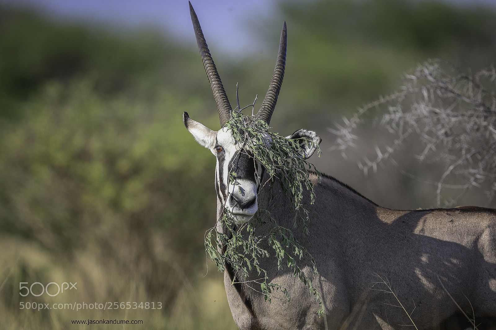 Canon EOS-1D X Mark II sample photo. Oryx photography