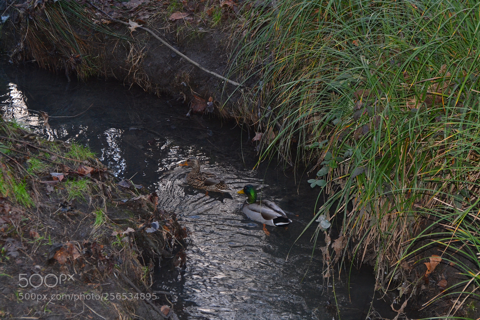 Nikon D3100 sample photo. Calm pond photography