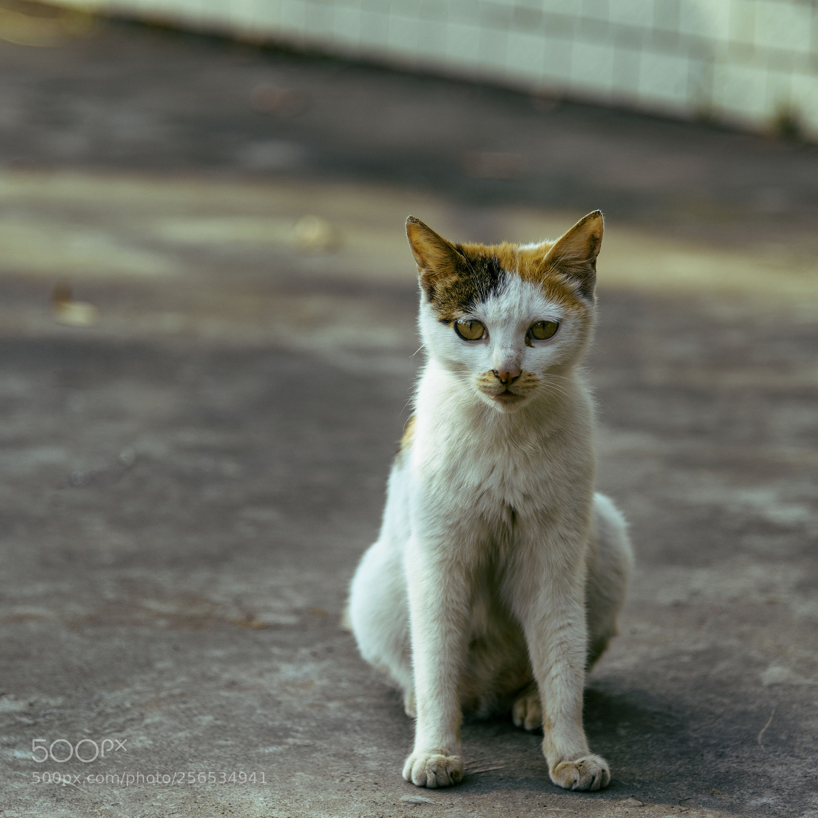 Nikon D810 sample photo. Cat photography