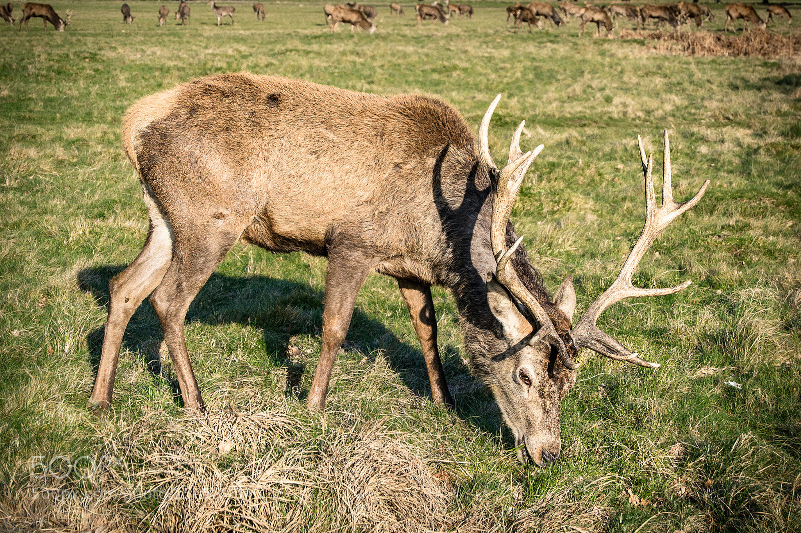 Nikon D3100 sample photo. Deer photography