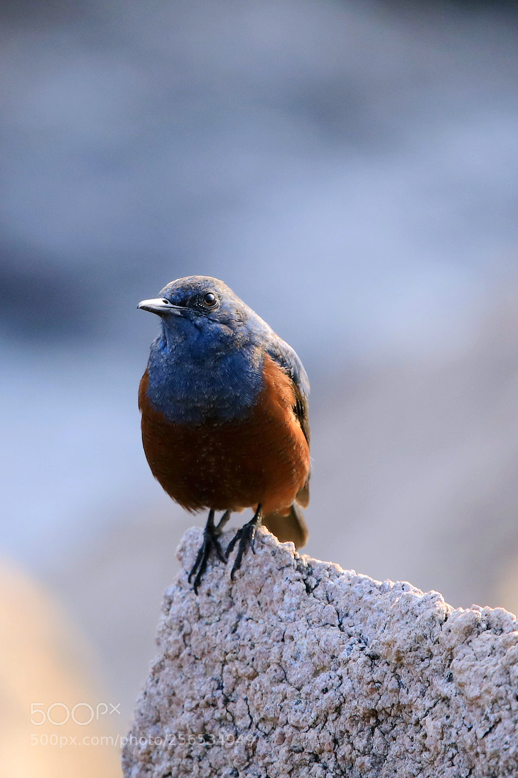 Canon EOS 5D Mark IV sample photo. Blue rock thrush photography