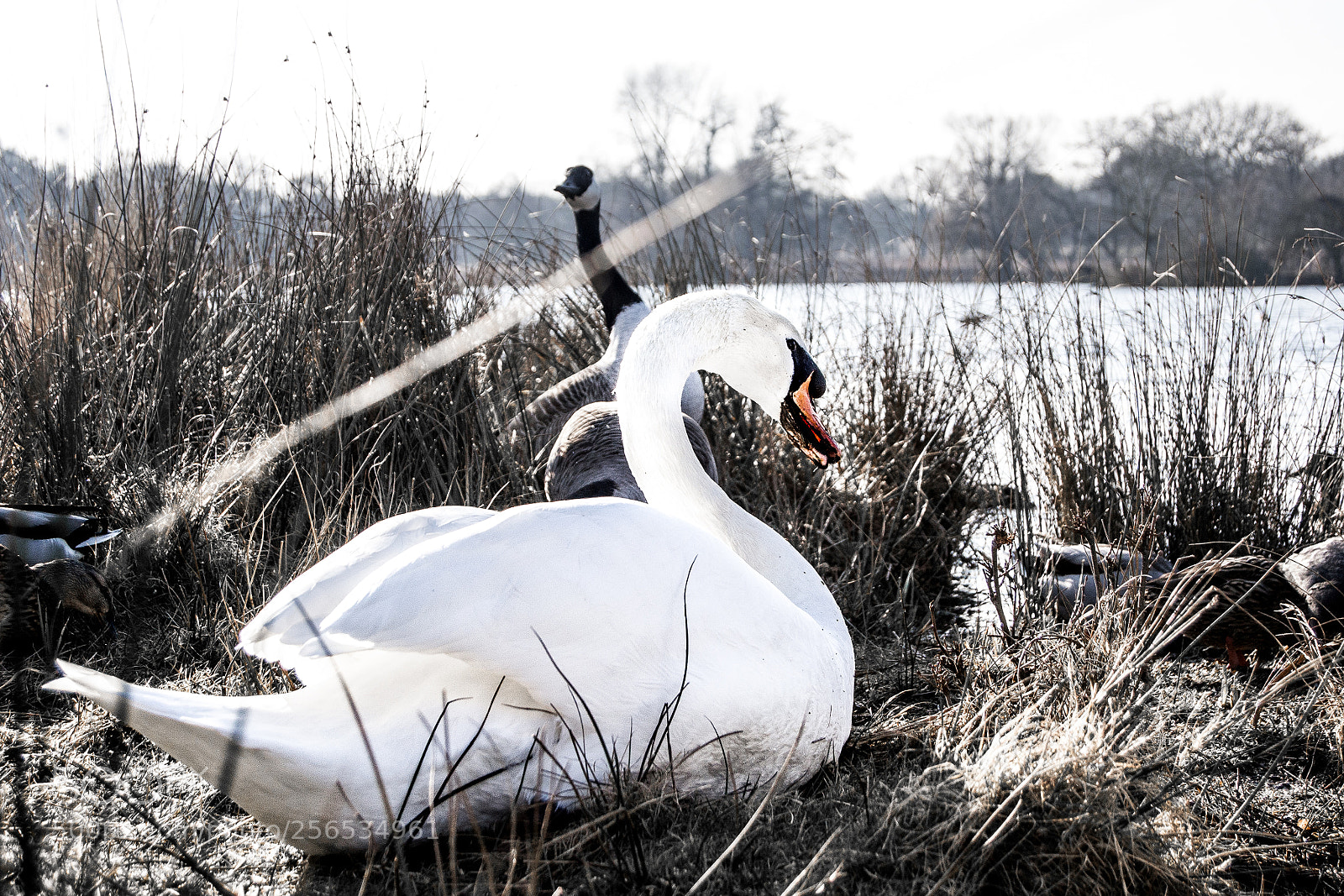 Nikon D3100 sample photo. Swan photography