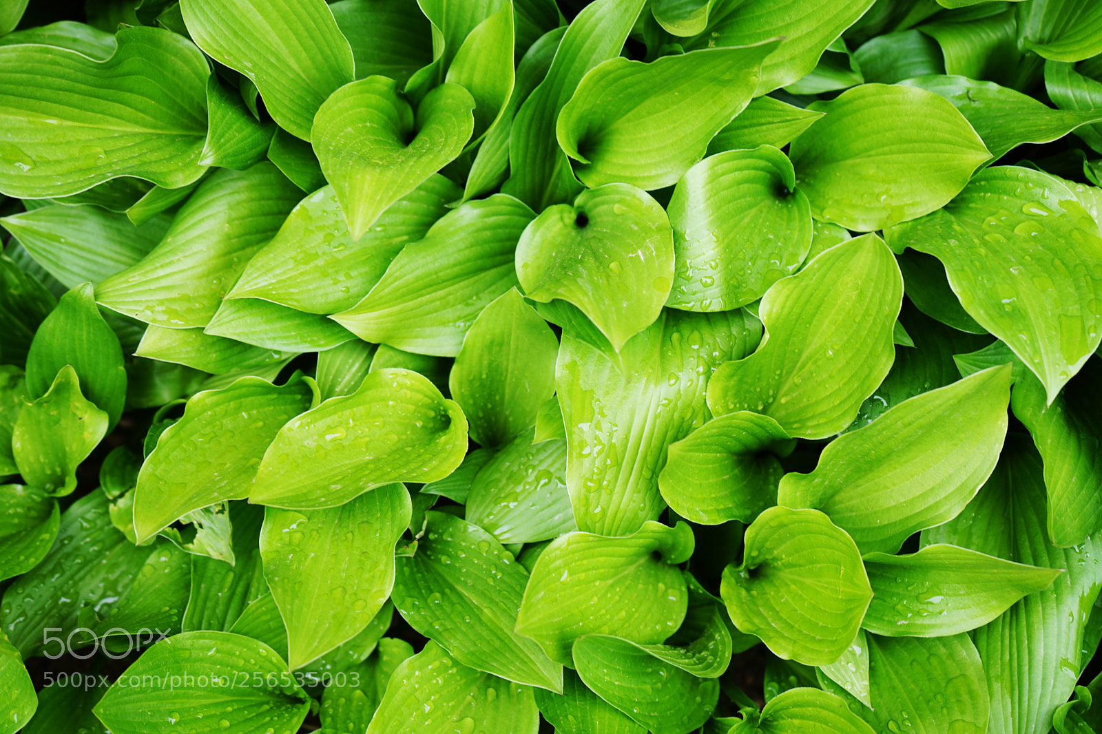 Sony a7 II sample photo. Raindrops and green leaves photography