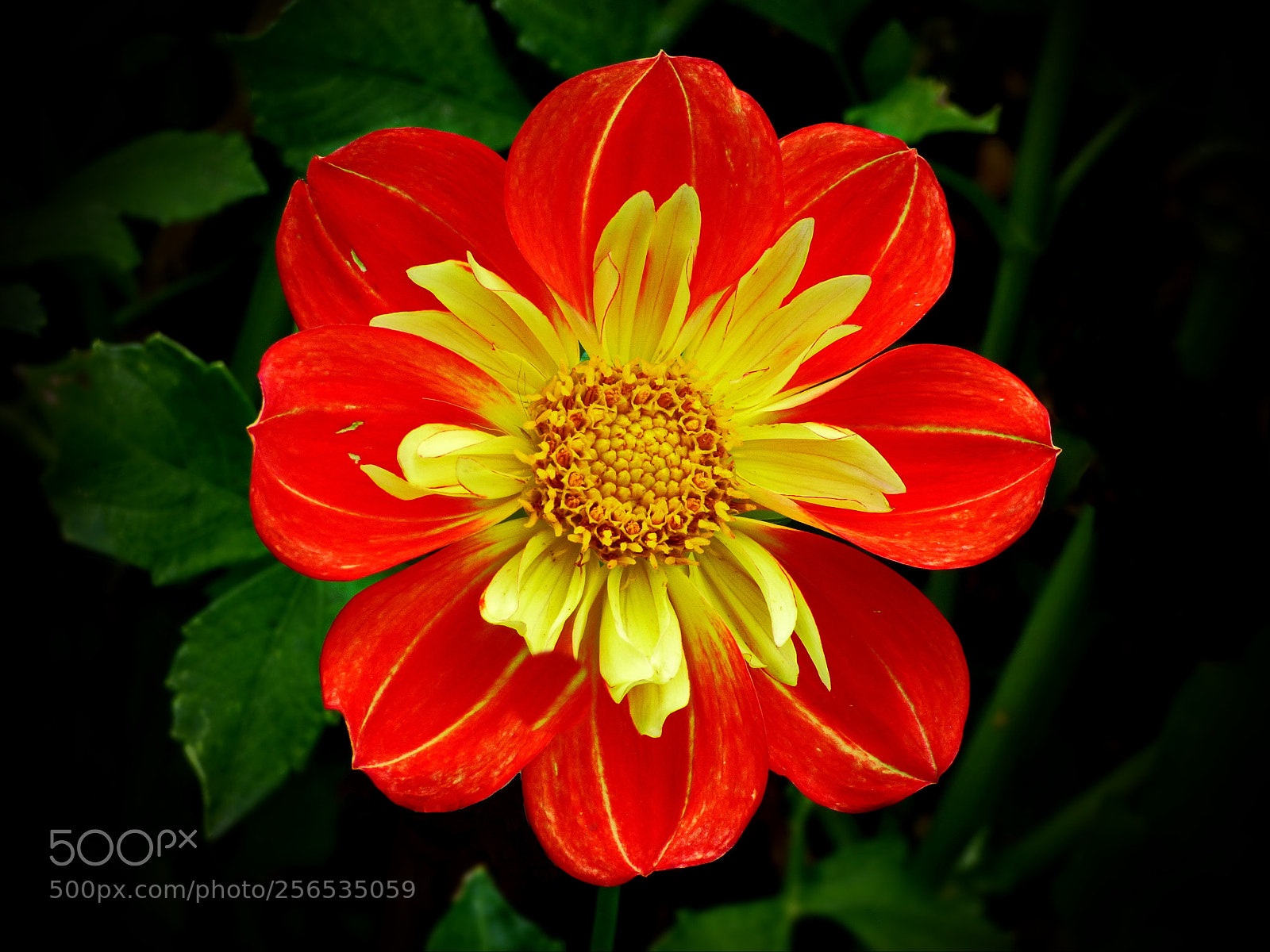 Panasonic Lumix DMC-FZ70 sample photo. Pooh- collarette dahlia orange photography