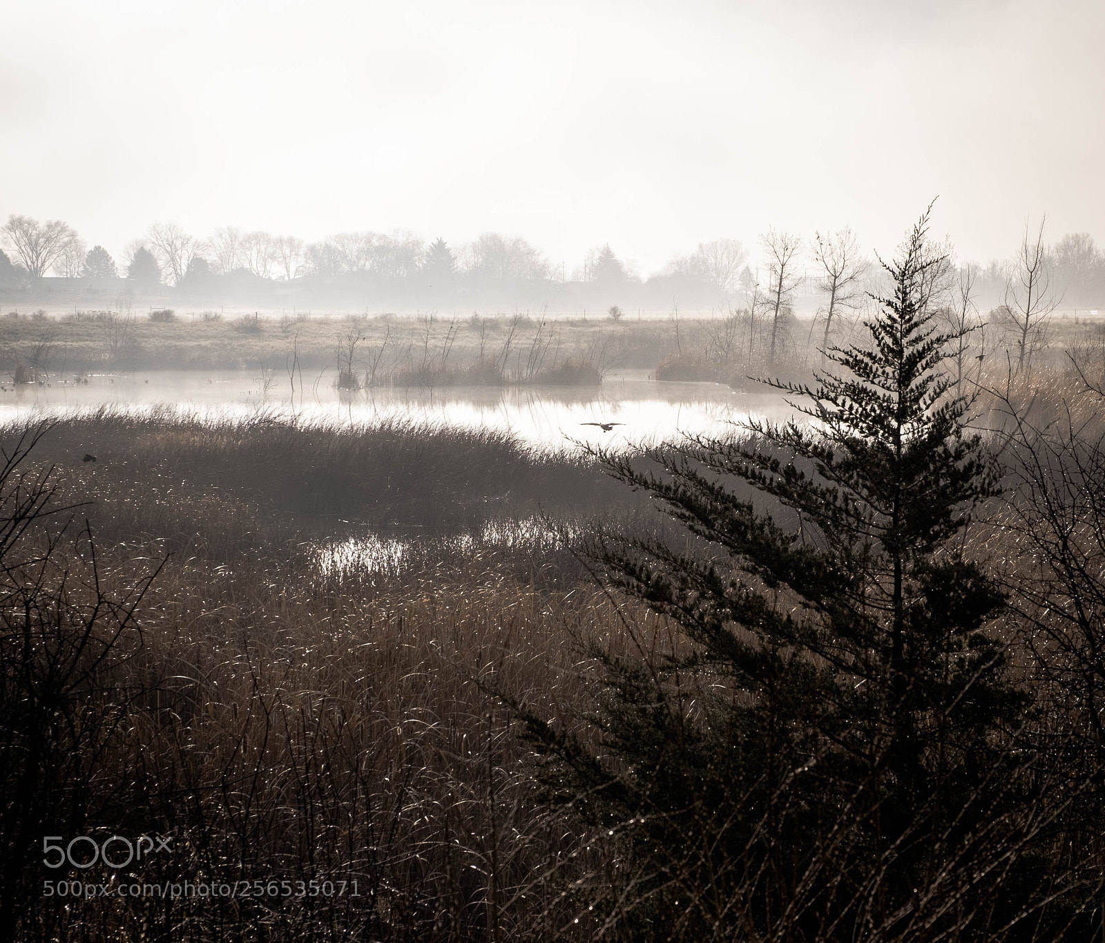 Fujifilm X-T10 sample photo. Misty spring morning photography