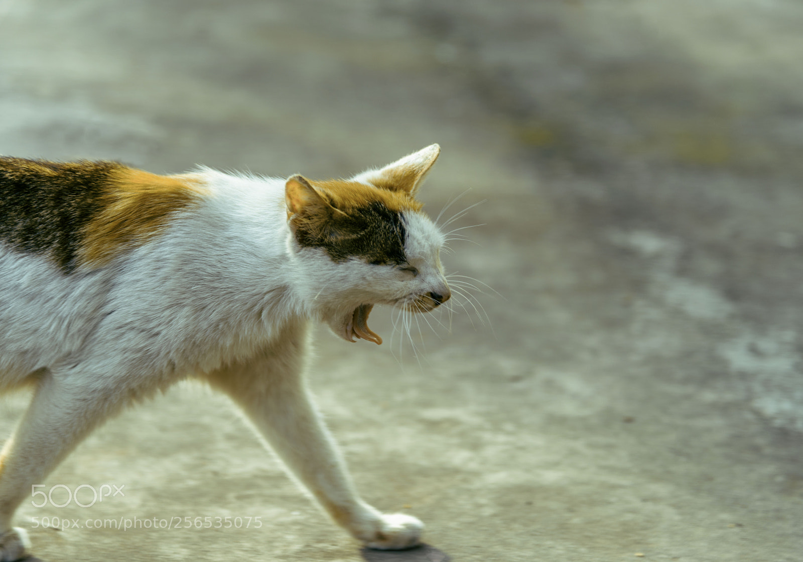 Nikon D810 sample photo. Cat photography