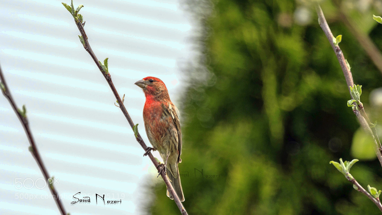 Canon EOS 7D Mark II sample photo. Finch photography