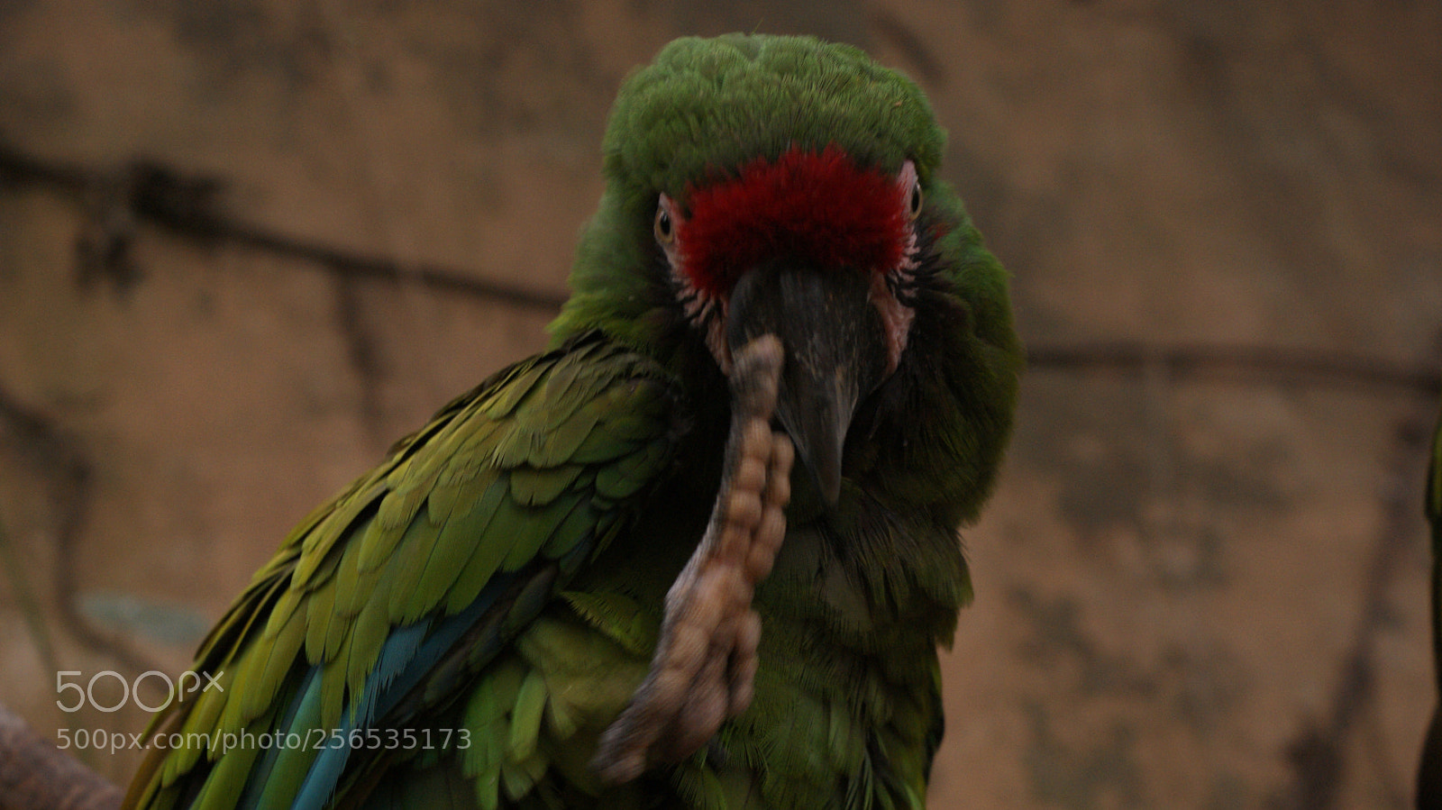Sony Alpha DSLR-A200 sample photo. Solo los animales no photography