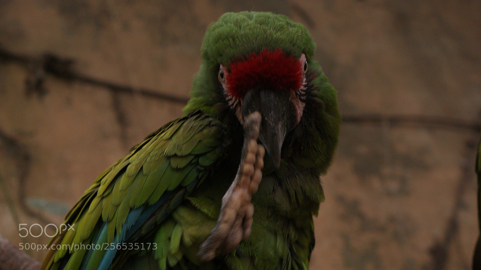 Sony DT 18-70mm F3.5-5.6 sample photo. Solo los animales no photography