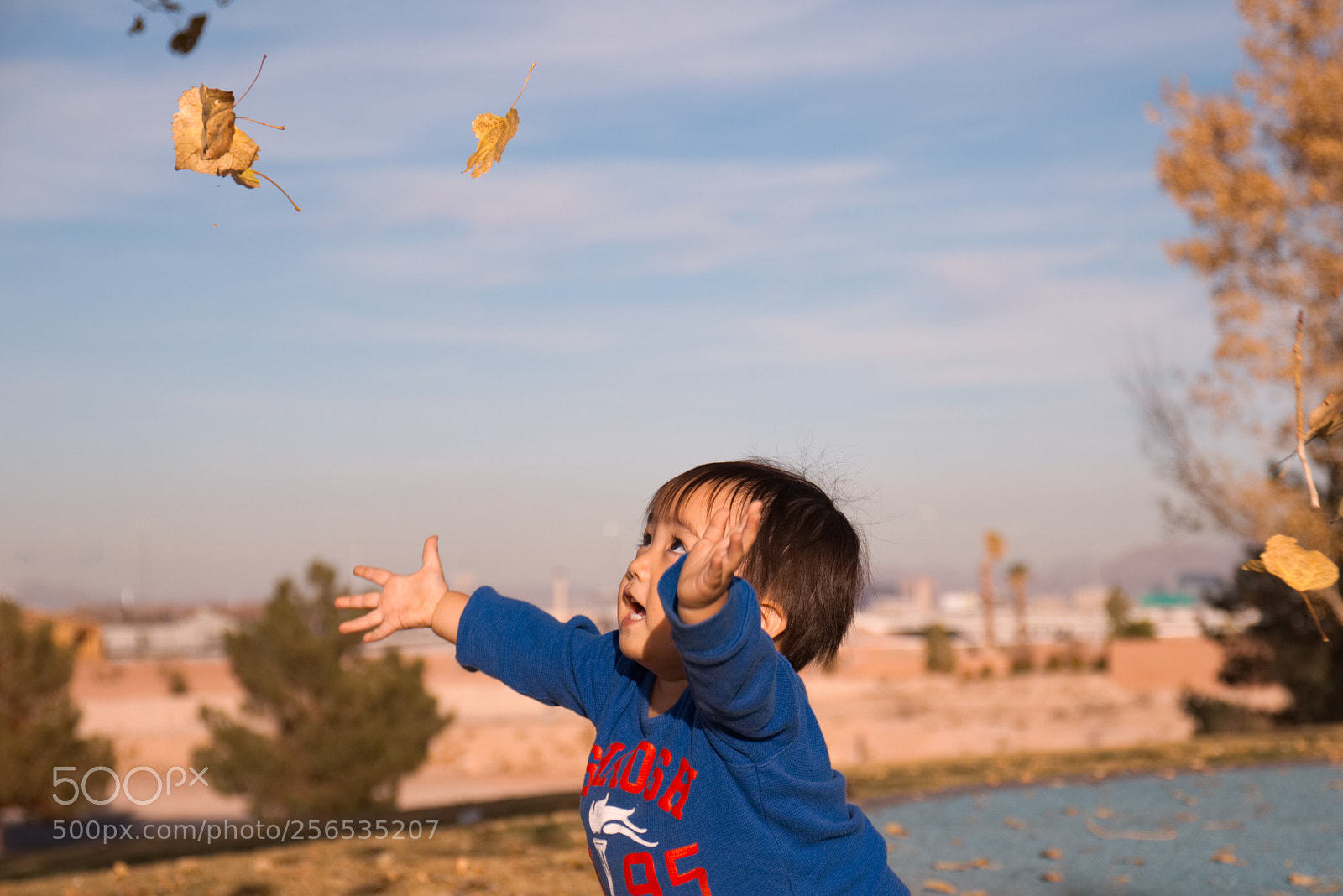 Canon EOS 77D (EOS 9000D / EOS 770D) sample photo. Fallen leaves photography