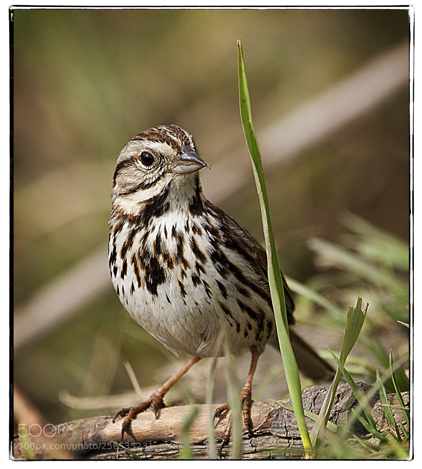 Canon EOS 7D sample photo. American pipit  photography