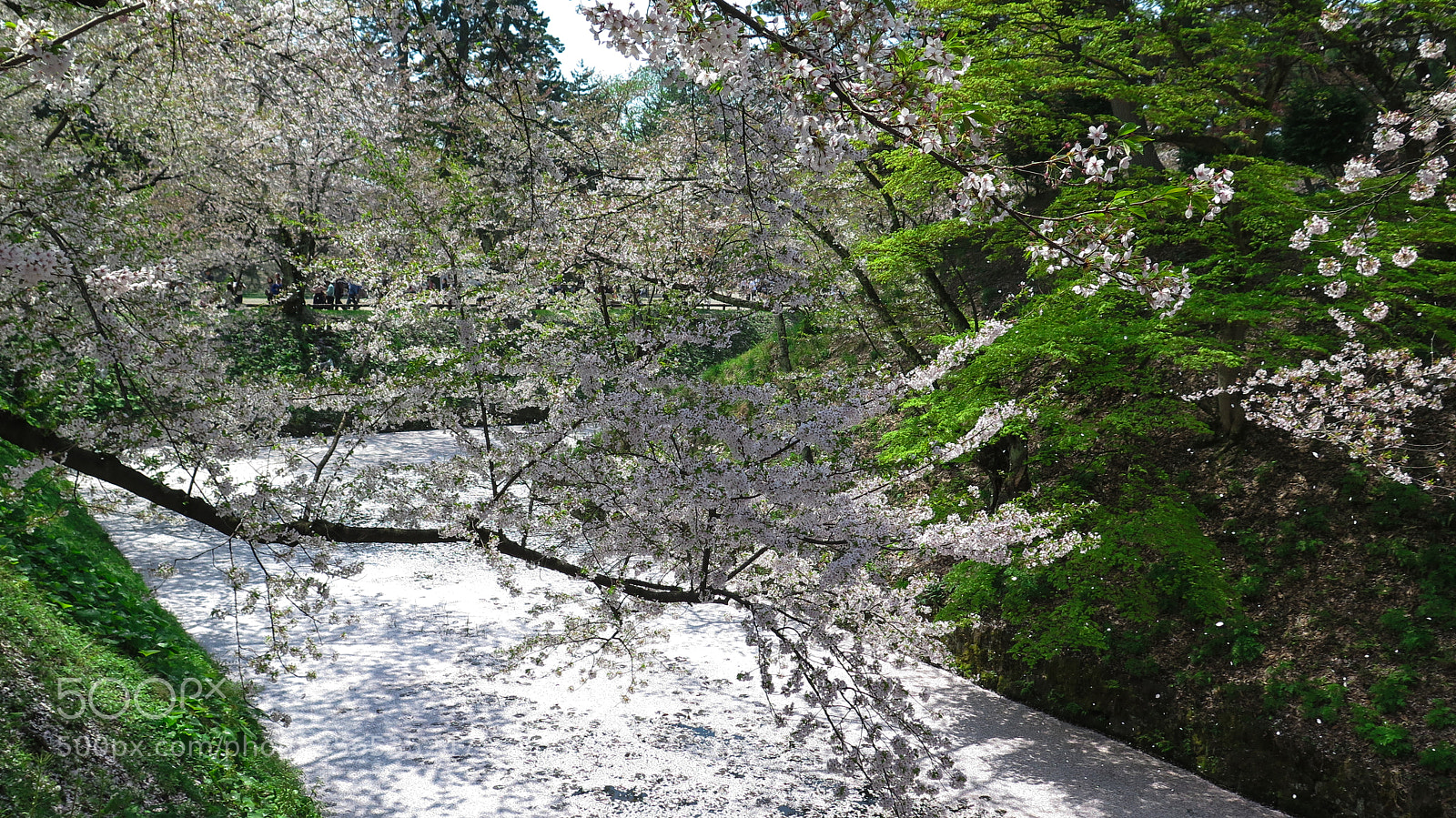 Canon PowerShot G16 sample photo. Cherry blossoms photography