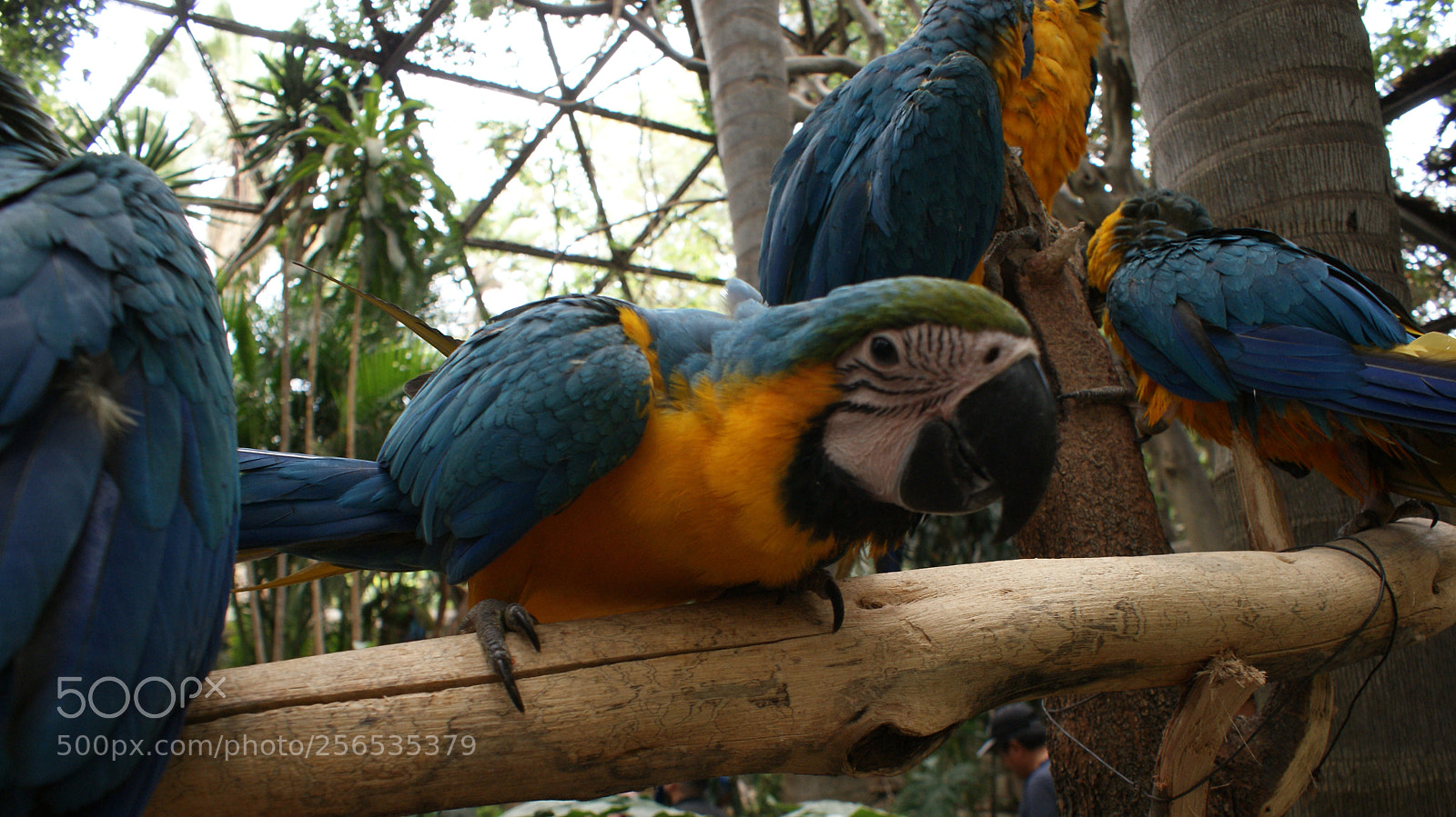 Sony DT 18-70mm F3.5-5.6 sample photo. El amor por las photography